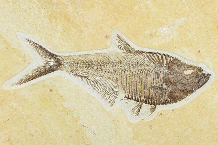 Detailed, Fossil Fish (Diplomystus) - Wyoming #113293